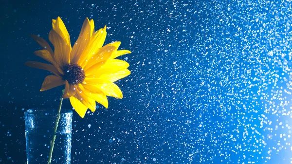 Yellow wild flower in a glass vase with water spray contre on a dark background.