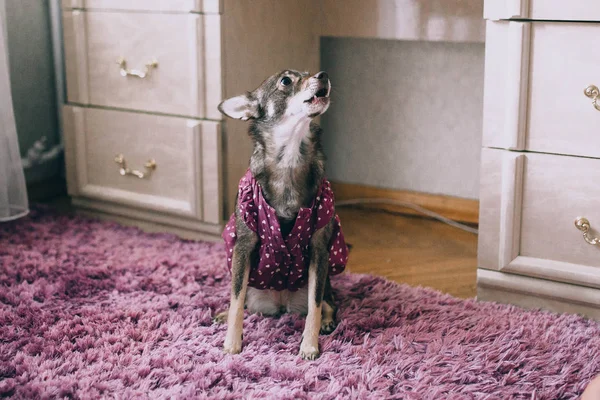 Dog in purple clothes