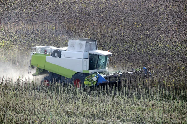 Combine in the field. Harvester is cutting dry sunflowers. Agriculture