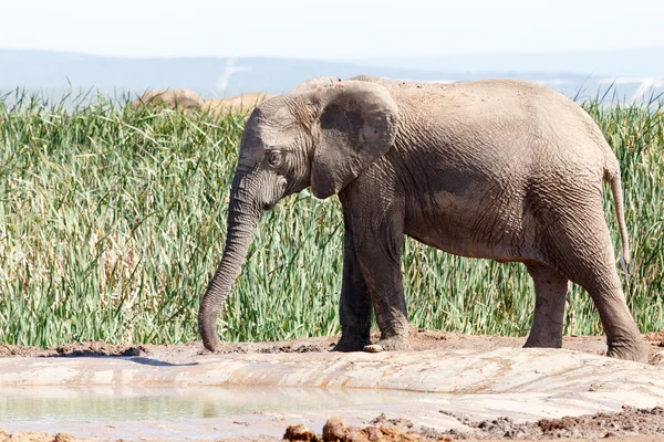 Bush Elephant trunk stuck in the mud