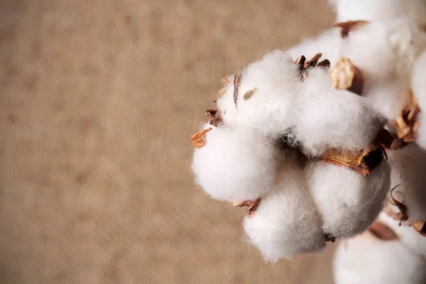 Plant cotton lying on linen fabric