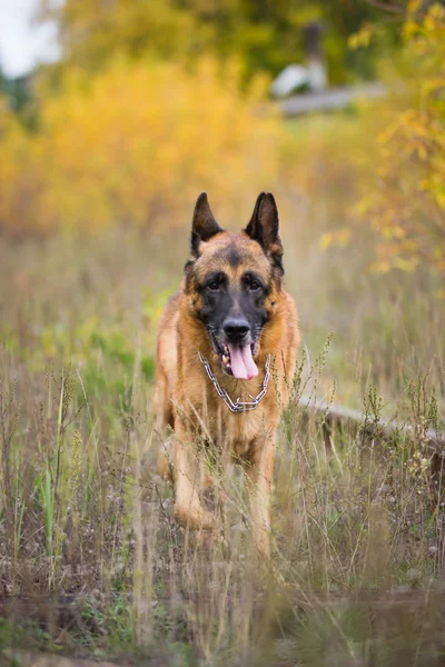 German shepherd dog in the autumn forest near rail way