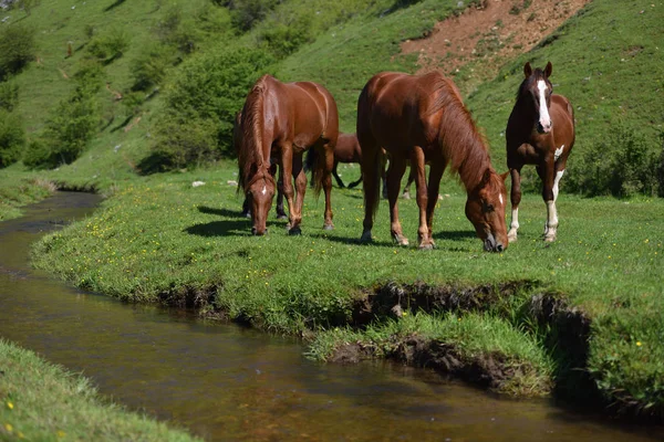 Beautiful wild brown horses eating on green grass field near mountain water stream