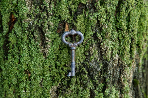Old vintage key lies on a green moss on the bark