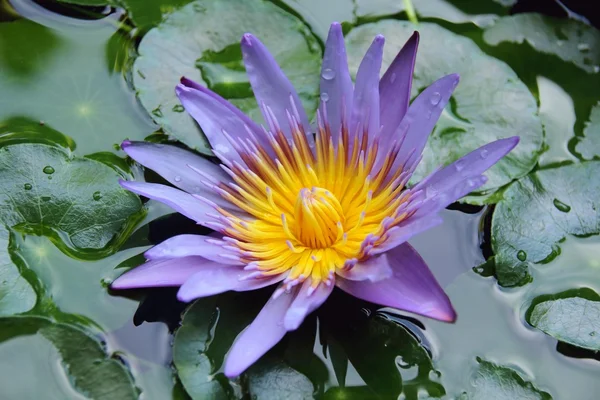 Lotus, Thai flowers, purple flowers