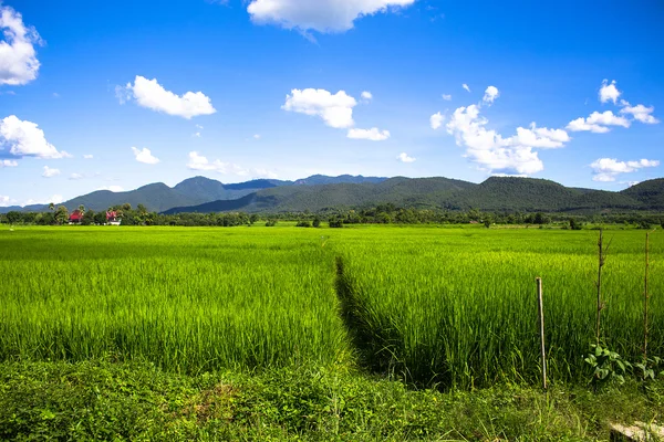 Rice field green grass blue sky landscape