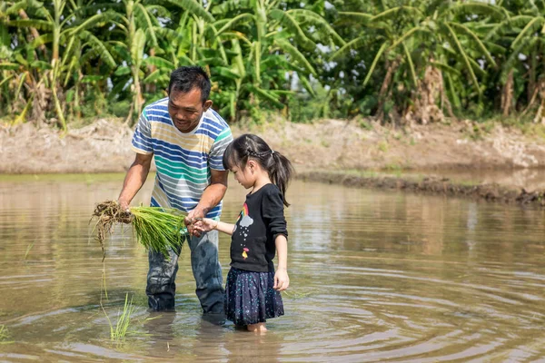 A Farmer is educating kindergarten student to plant rice in paddy field