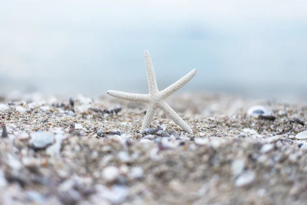 Starfish at the sandy summer beach with blue sea in the background with small waves. Travel, holiday and vacation in the summer tranquility getaway and relaxation concept.