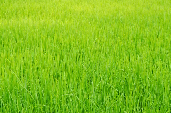 Sapling rice, rice field in rural, thailand.