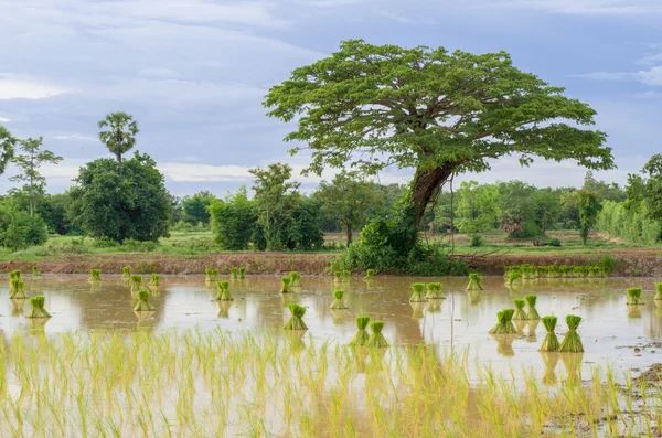 Sapling rice, rice field in rural, thailand.