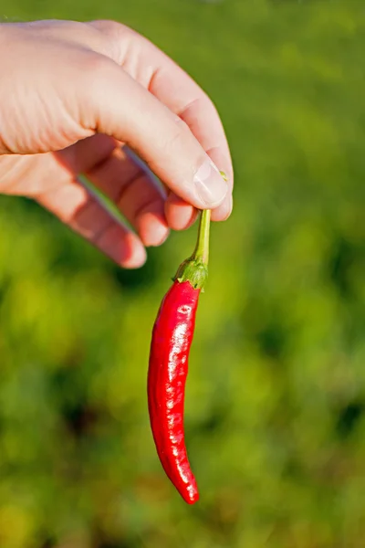 Pepper in the Hand with Garden in the Background. Freshly Picked Organic Red Pepper.