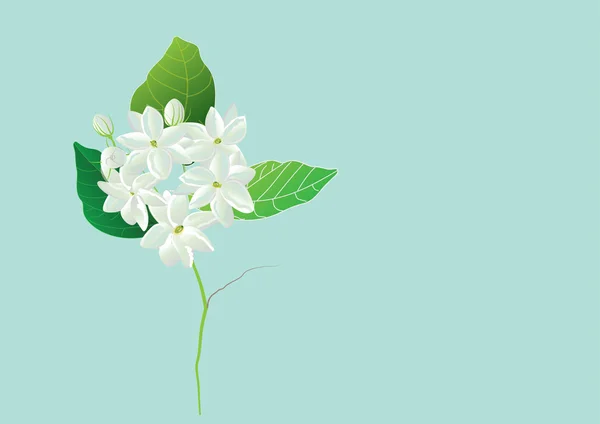 Jasmine flowers ,white flowers on green background. for object or background