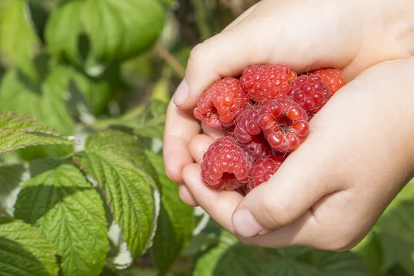 Raspberries in the hands