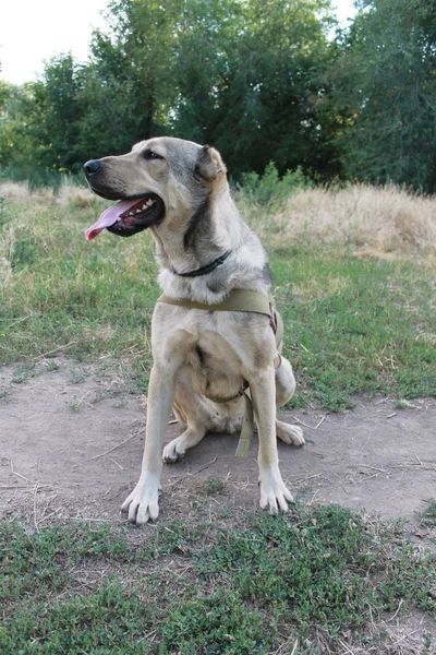 Central Asian shepherd dog