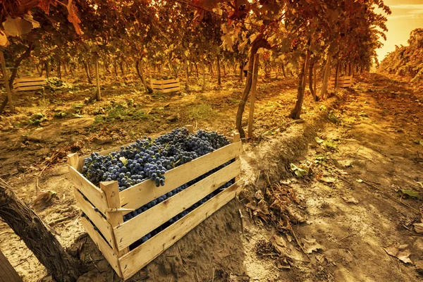 Wooden crate fool of harvested grapes
