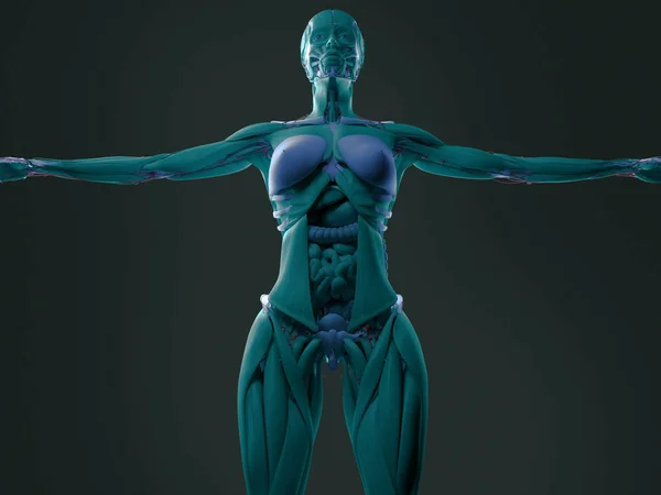 Female anatomy Stock Photos, Royalty Free Female anatomy Images