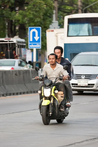 Two men no helmet with dog driving motorbike