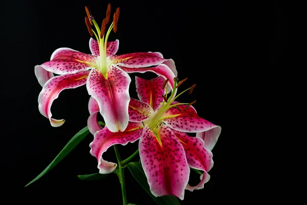 Zen lily flower