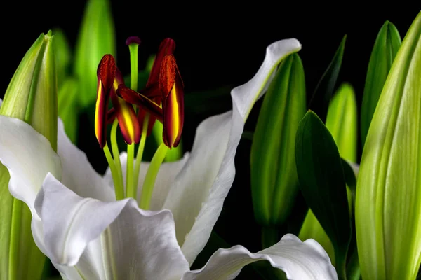 Zen lily flower
