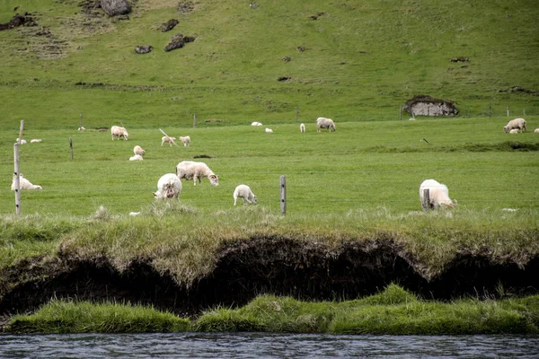 Epic Landscape in Iceland with green grass sheep