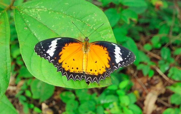 Butterfly. Butterfly on flower. Butterfly in tropical garden. Butterfly in nature