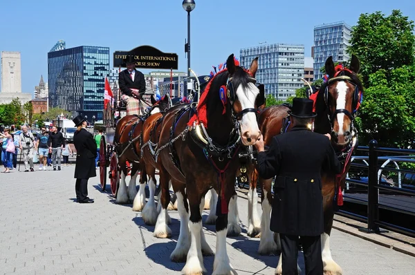 Shire horses and carriage promoting Liverpool International Horse Show by Kings Dock, Liverpool, UK.