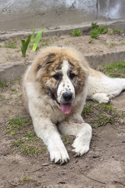 Seven months puppy of Central Asian Shepherd (Alabai)