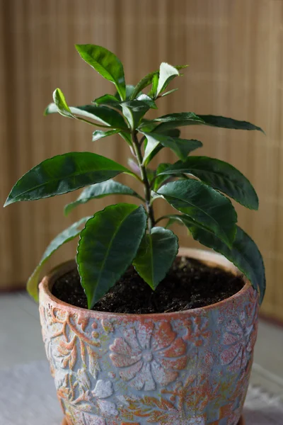 Home planting - Ardisia polycephala, tropical plant cultivating at home. Ardisia plant in clay pot.