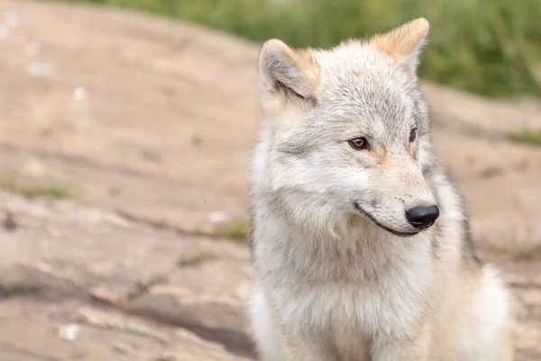 Juvenile Arctic wolf in the summer