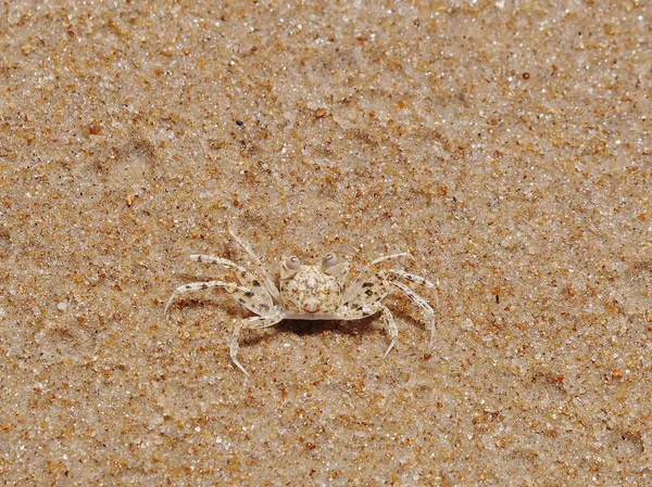 Small dotted crab on the gold sand