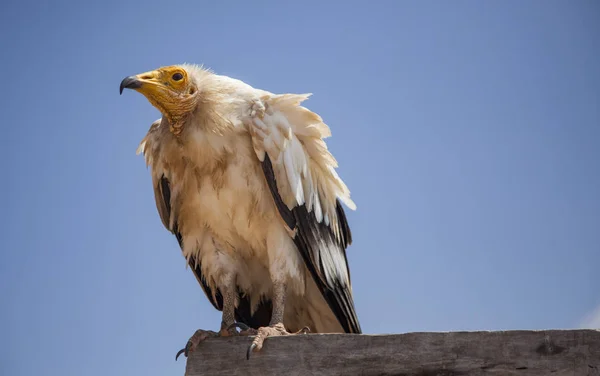 Egyptian vulture in Socotra