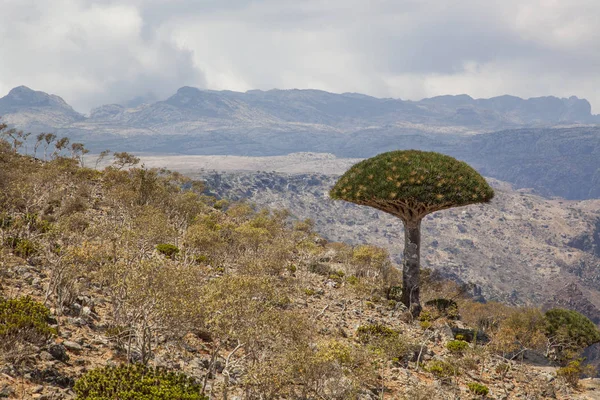 Dracaena cinnabari at daytime on mountain landscape