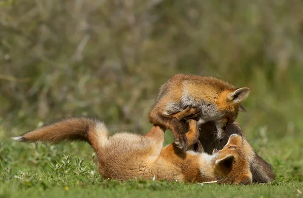 Little red fox cubs