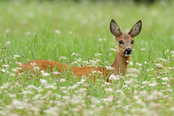 Roe deer in a field