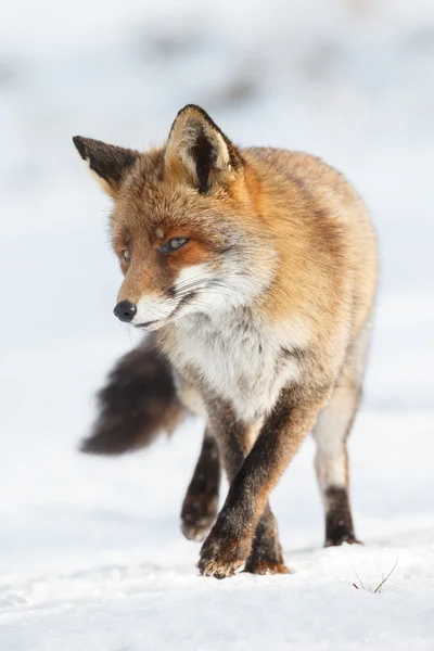 Red fox walking through the white snow