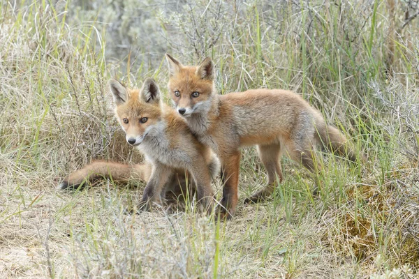 Red fox cubs playing