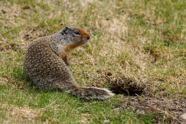 Columbian Ground Squirrel