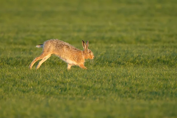 Hare in late sunlight