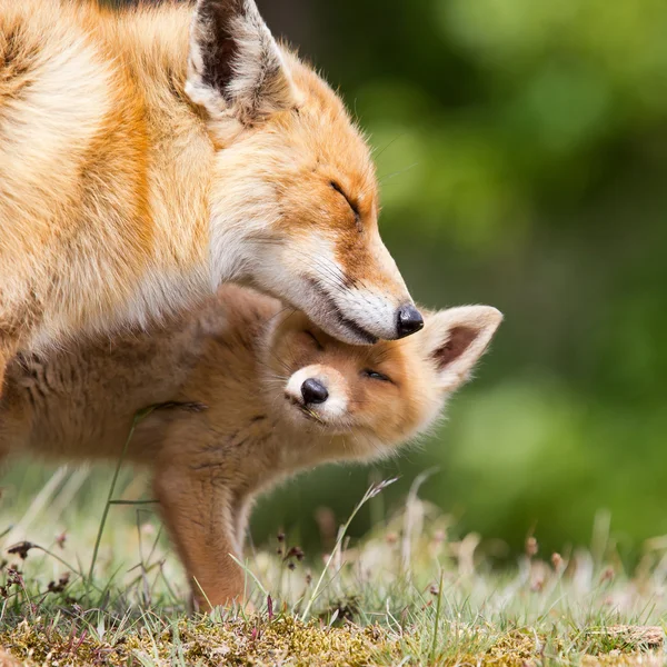Red fox mother and cub