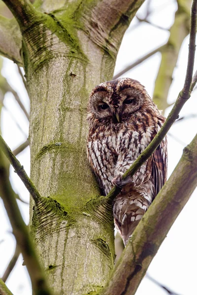 Tawny owl perched on a twig