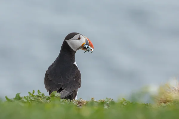 Puffin in perfect light