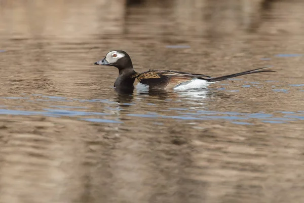Long tailed duck swimming at a pond