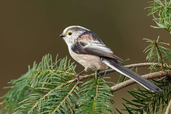 Long tailed Tit perched on a twig