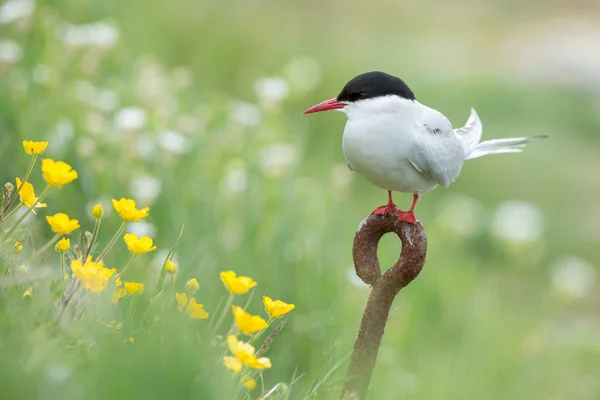 Arctic tern bird