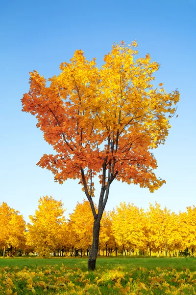 Single maple with yellow and orange leaves on a background of green lawn, autumn trees and blue sky