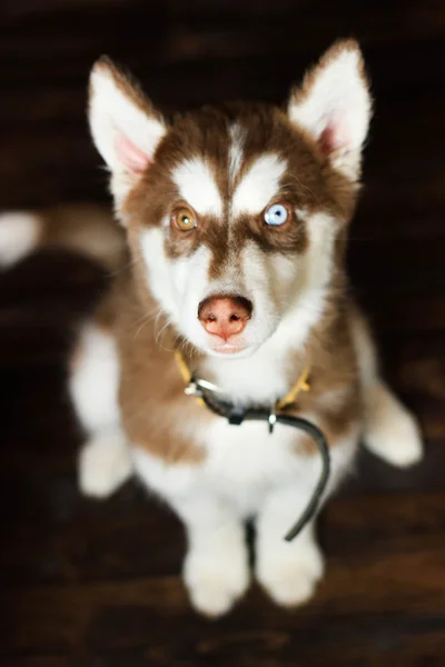 Husky - Dog with different eyes