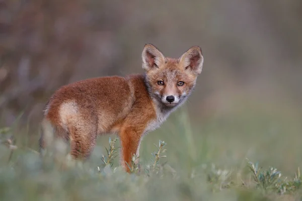 Wild red fox cub