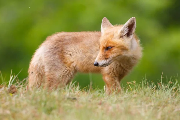 Wild red fox cub