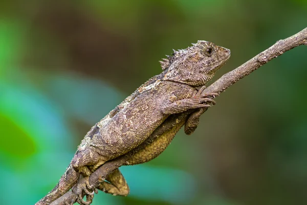 Oriental Garden Lizard on branch