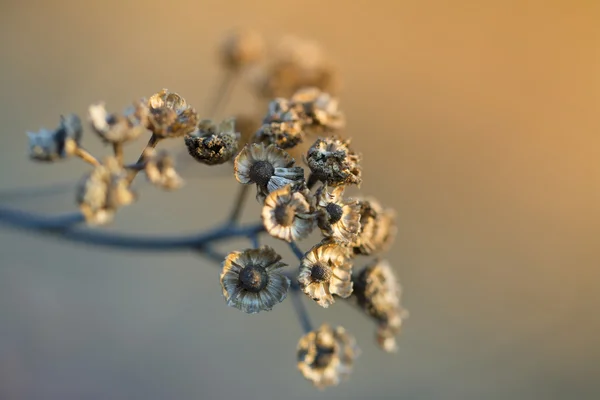 Dry flowers in the sun rays